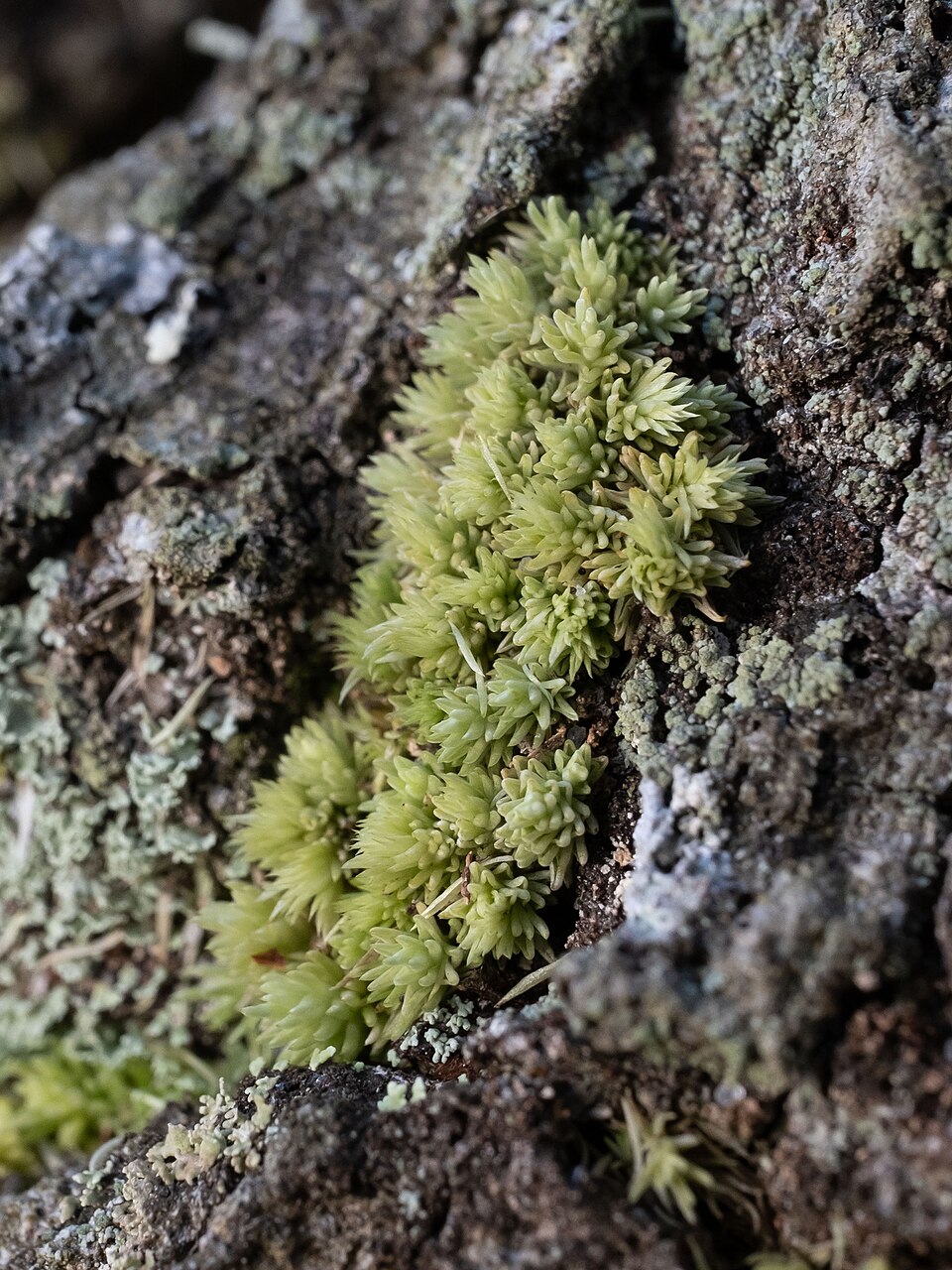 Leucobryum albidum (white moss) (alternate view 9)