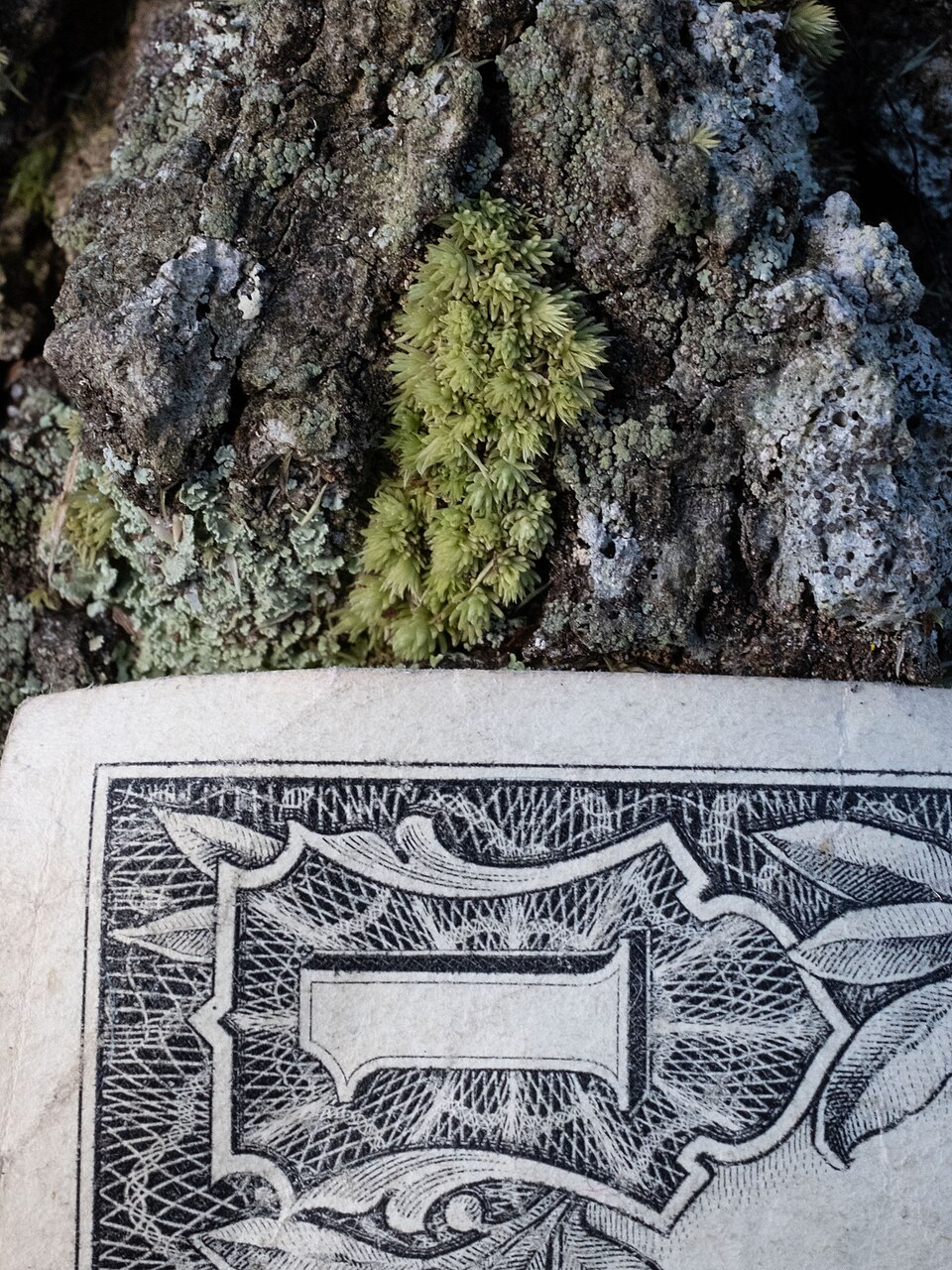 Leucobryum albidum (white moss) (alternate view 10)