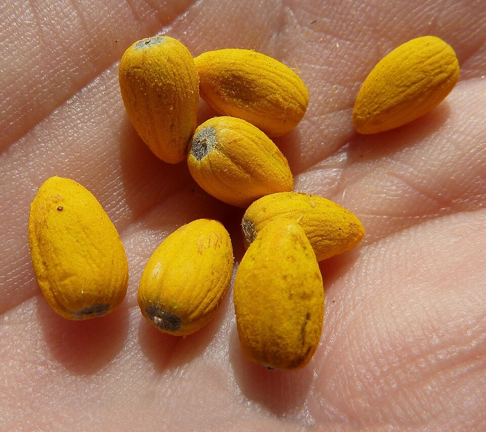 Brachychiton populneus (kurrajong) (alternate view 10)