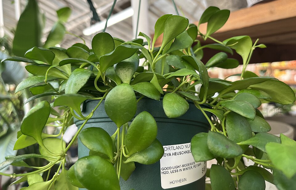 Hoya heuschkeliana (variegated) (Hoya Heuschkeliana Variegated)