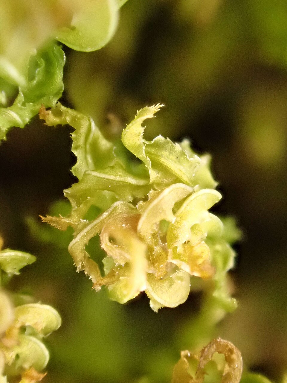 Plagiomnium (Thyme and Allied Mosses) (alternate view 5)