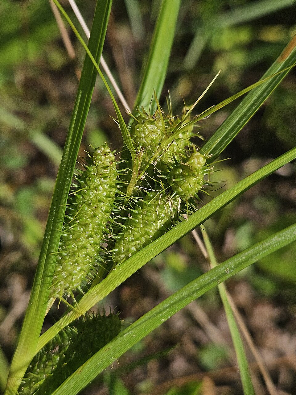 Carex frankii (Frank's Sedge) (alternate view 7)