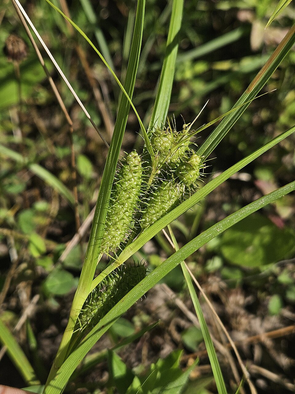 Carex frankii (Frank's Sedge) (alternate view 8)