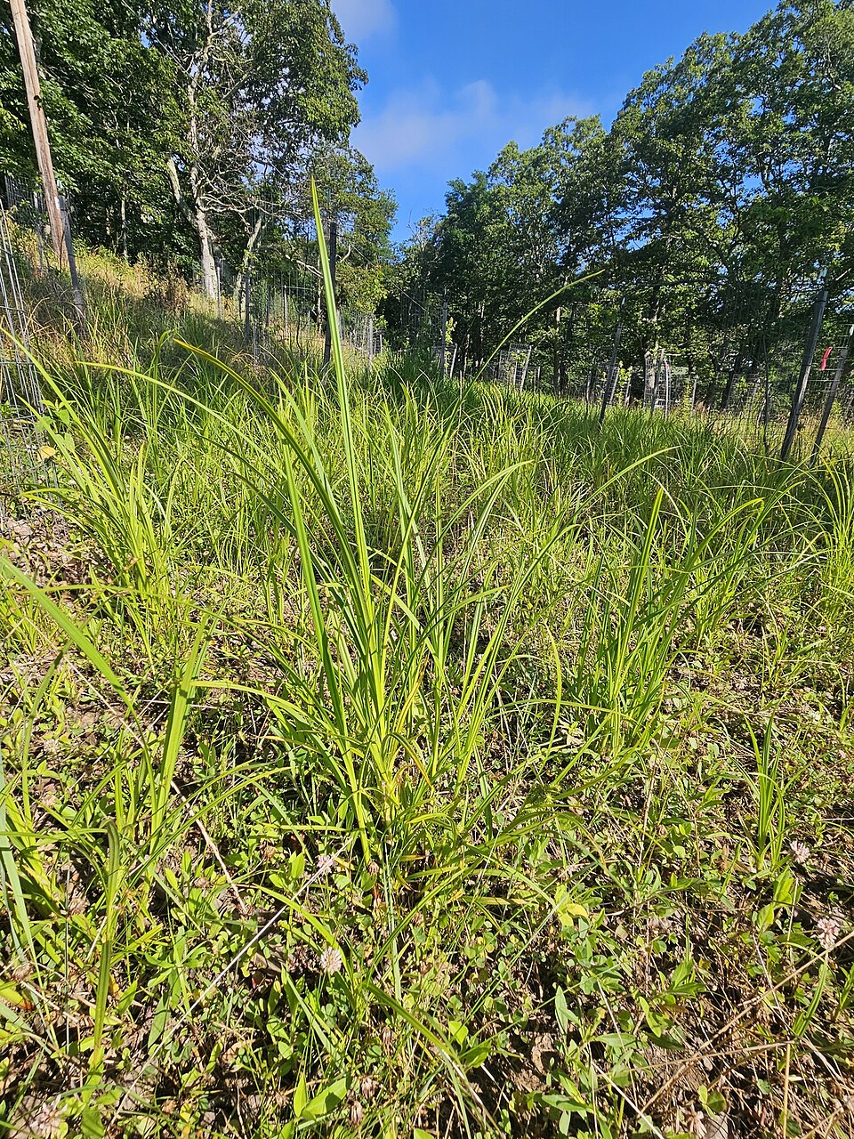 Carex frankii (Frank's Sedge) (alternate view 9)
