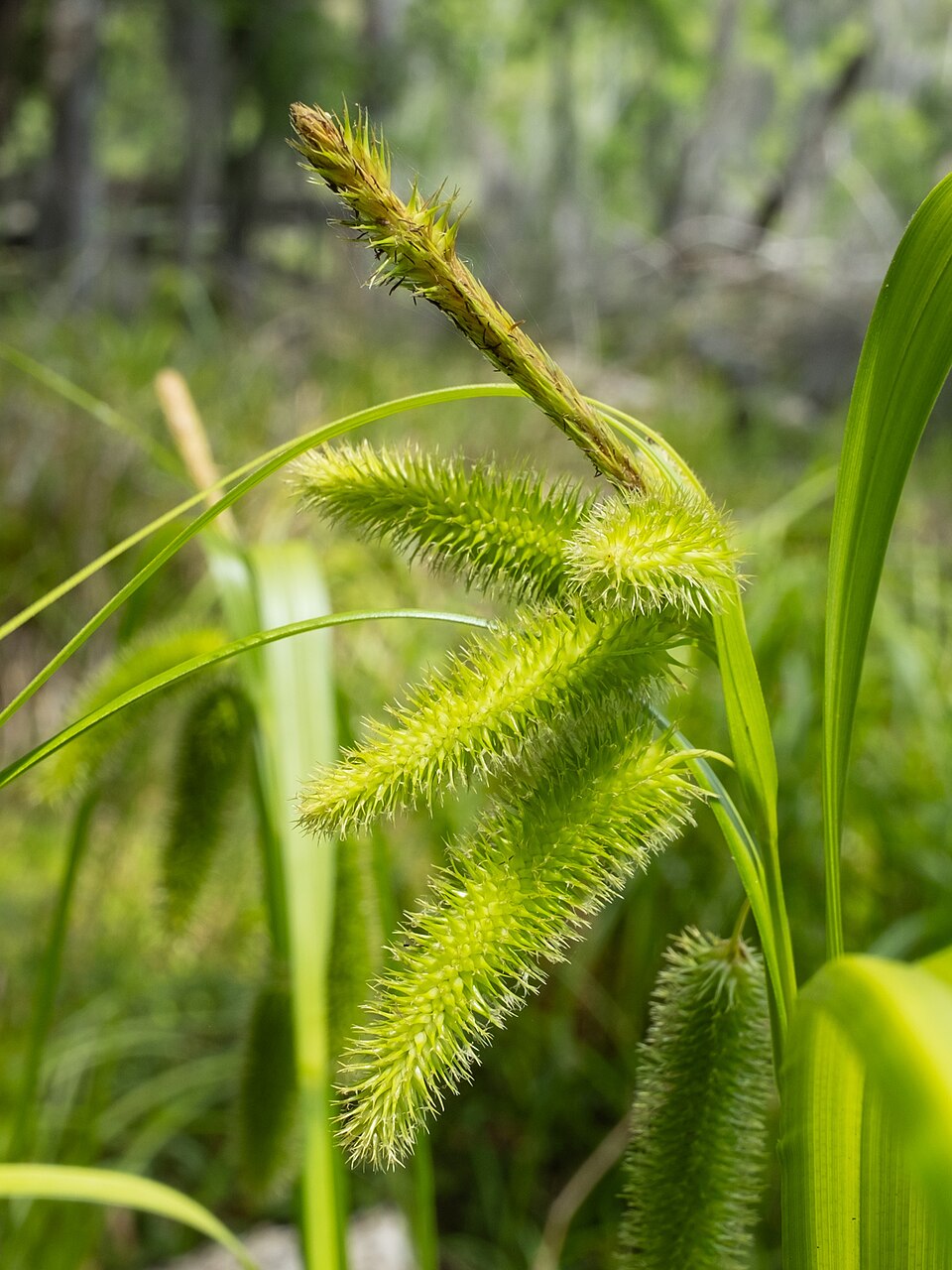 Carex comosa (Longhair Sedge) (alternate view 9)
