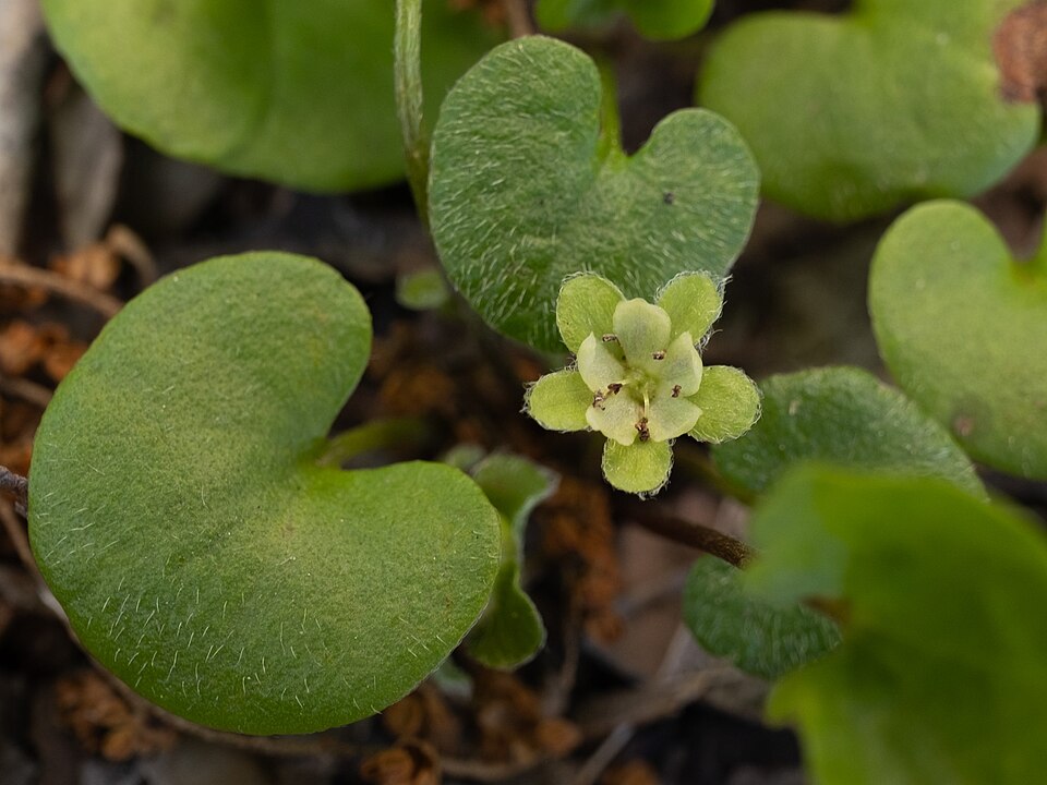 Dichondra carolinensis (Carolina ponysfoot) (alternate view 7)