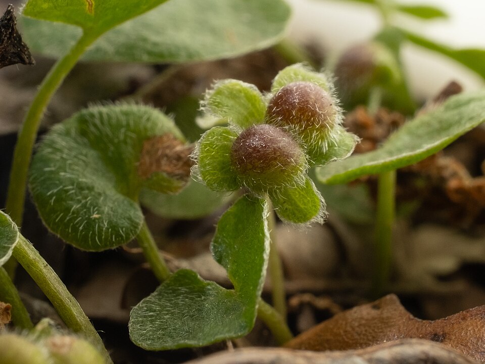 Dichondra carolinensis (Carolina ponysfoot) (alternate view 8)