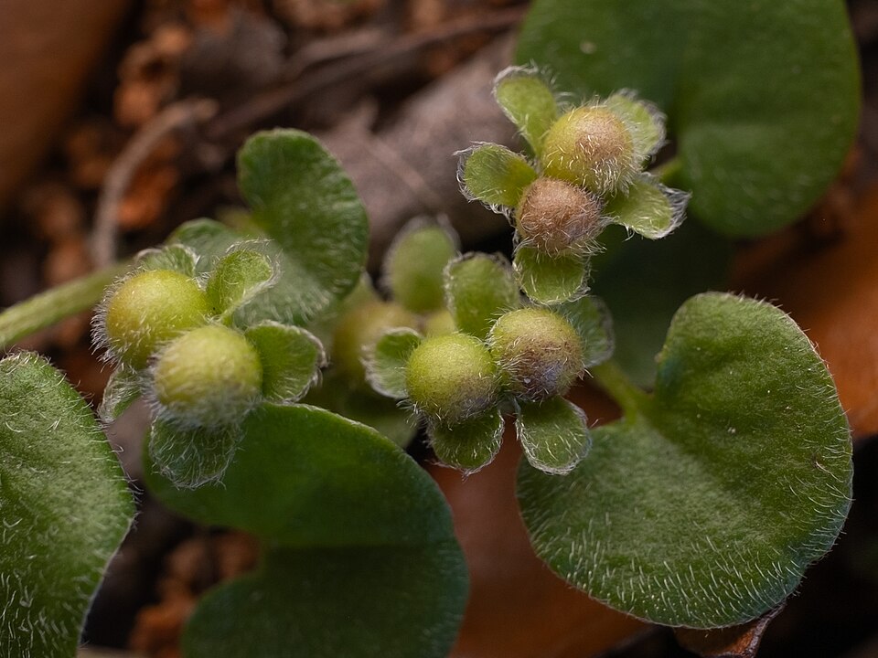 Dichondra carolinensis (Carolina ponysfoot) (alternate view 9)