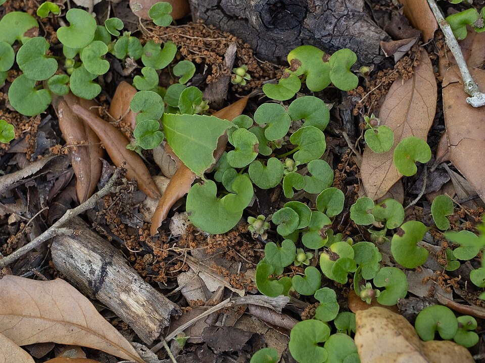 Dichondra carolinensis (Carolina ponysfoot) (alternate view 10)