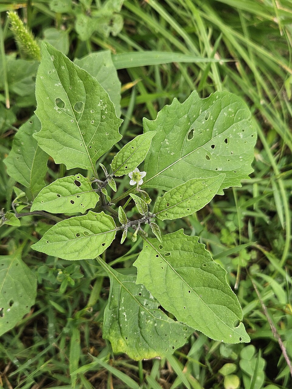 Solanum emulans (eastern black nightshade) (alternate view 3)