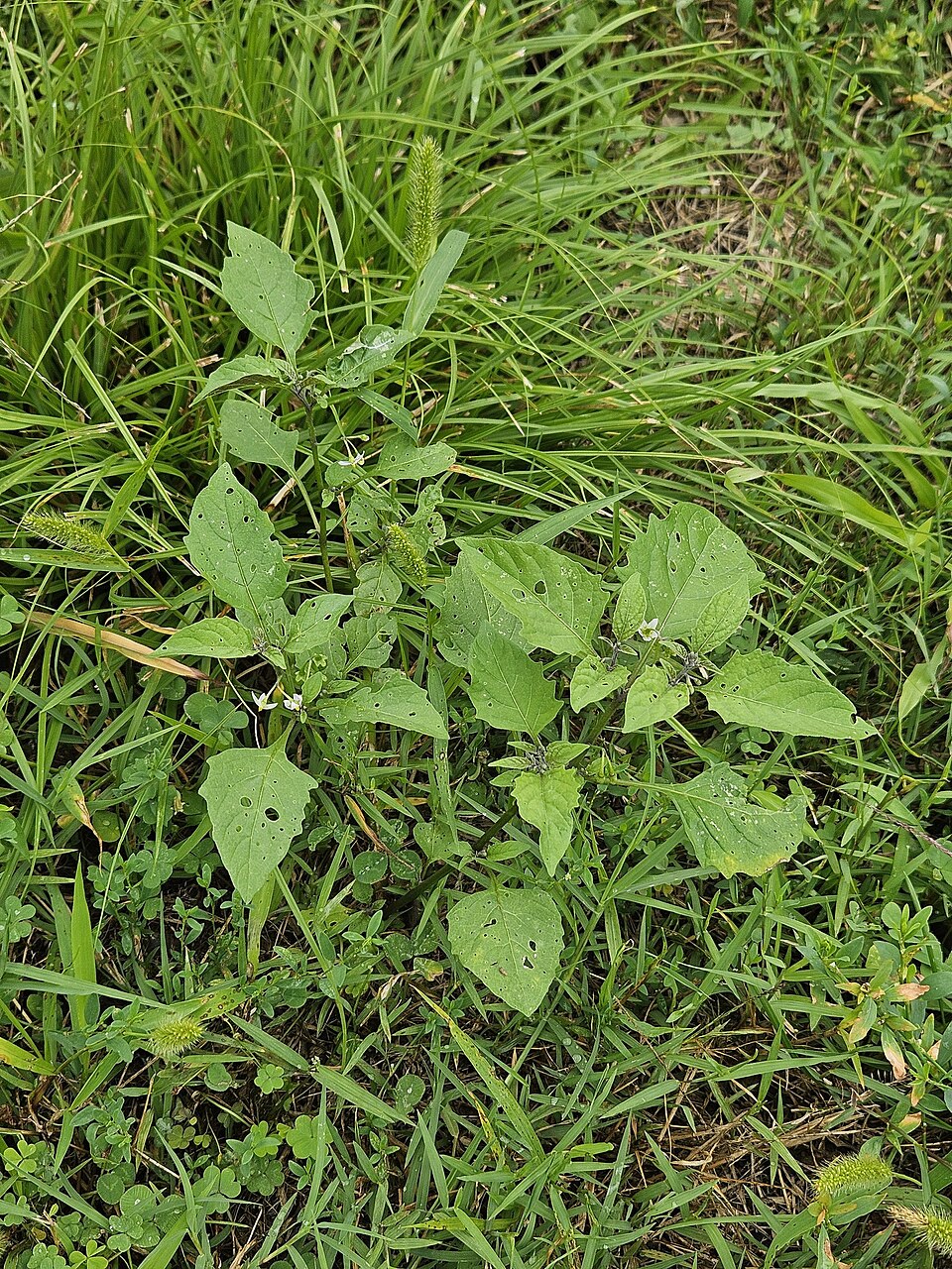 Solanum emulans (eastern black nightshade) (alternate view 4)