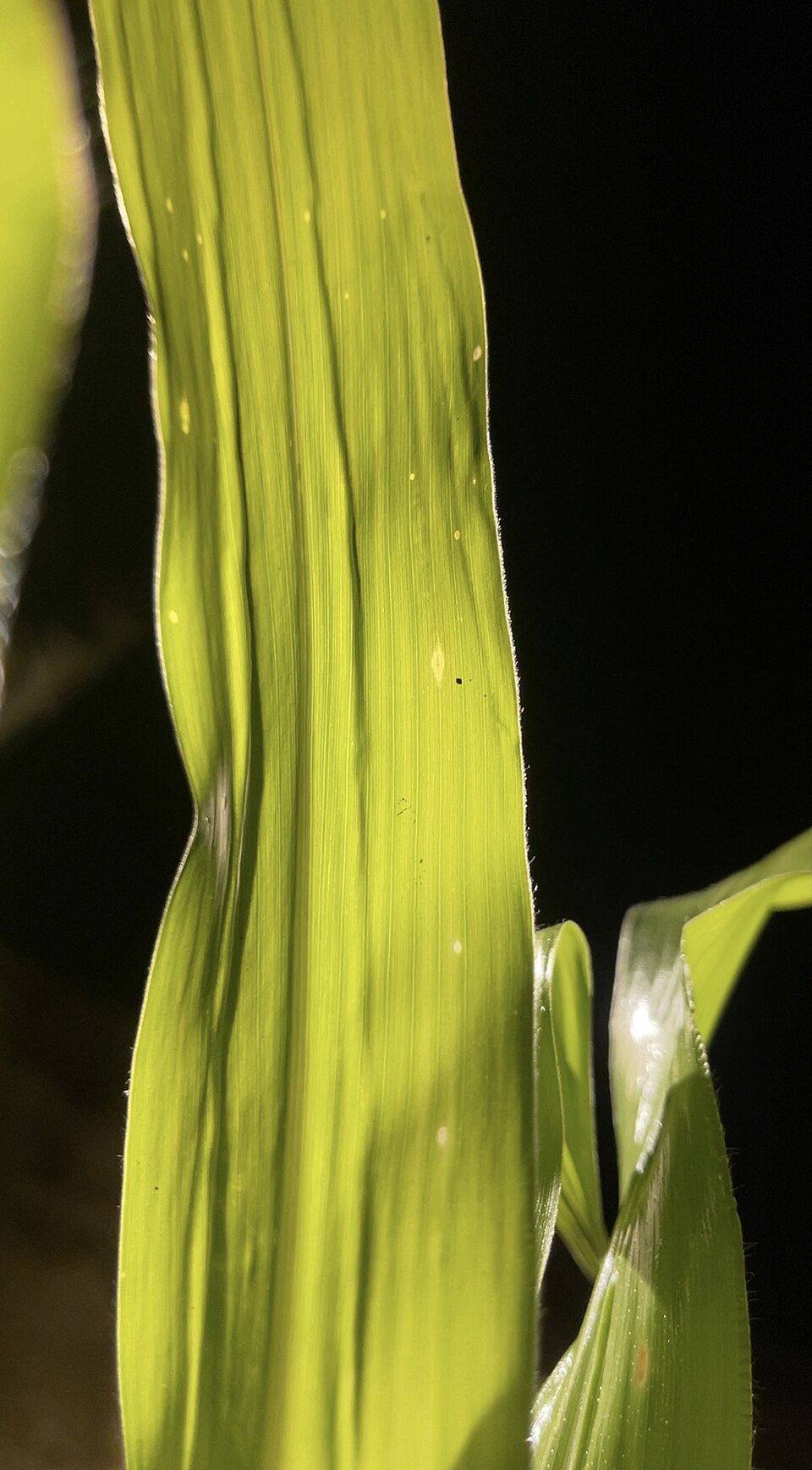Sorghum (Johnsongrasses, milos, sudangrasses, and allies) (alternate view 2)