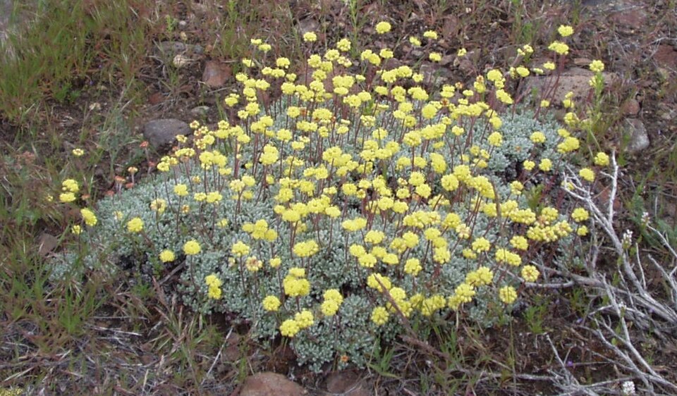 Eriogonum umbellatum (Sulfur Buckwheat) (alternate view 8)