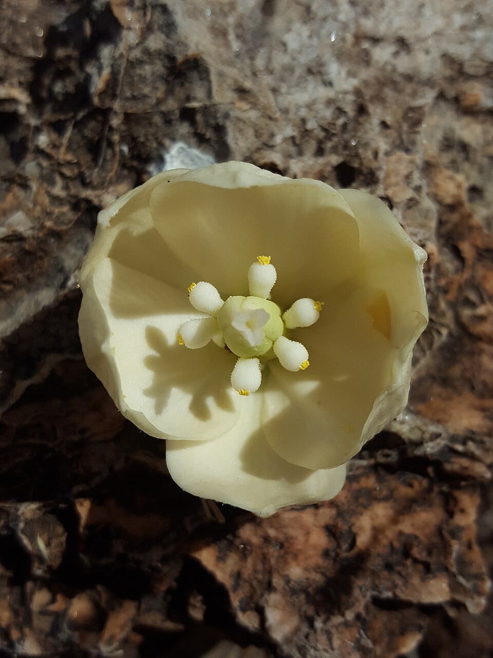 Yucca treculiana (Spanish dagger) (alternate view 6)