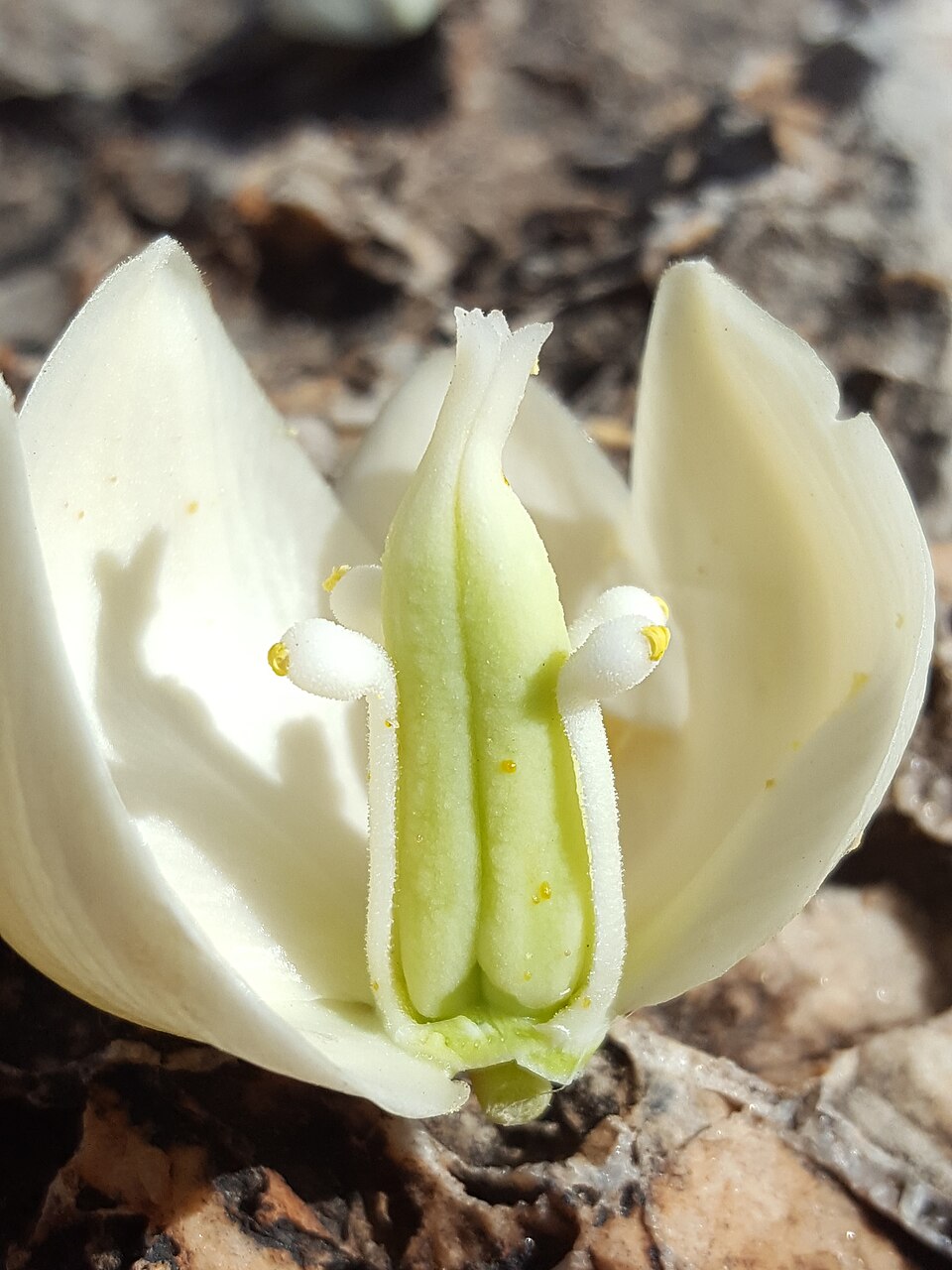 Yucca treculiana (Spanish dagger) (alternate view 7)