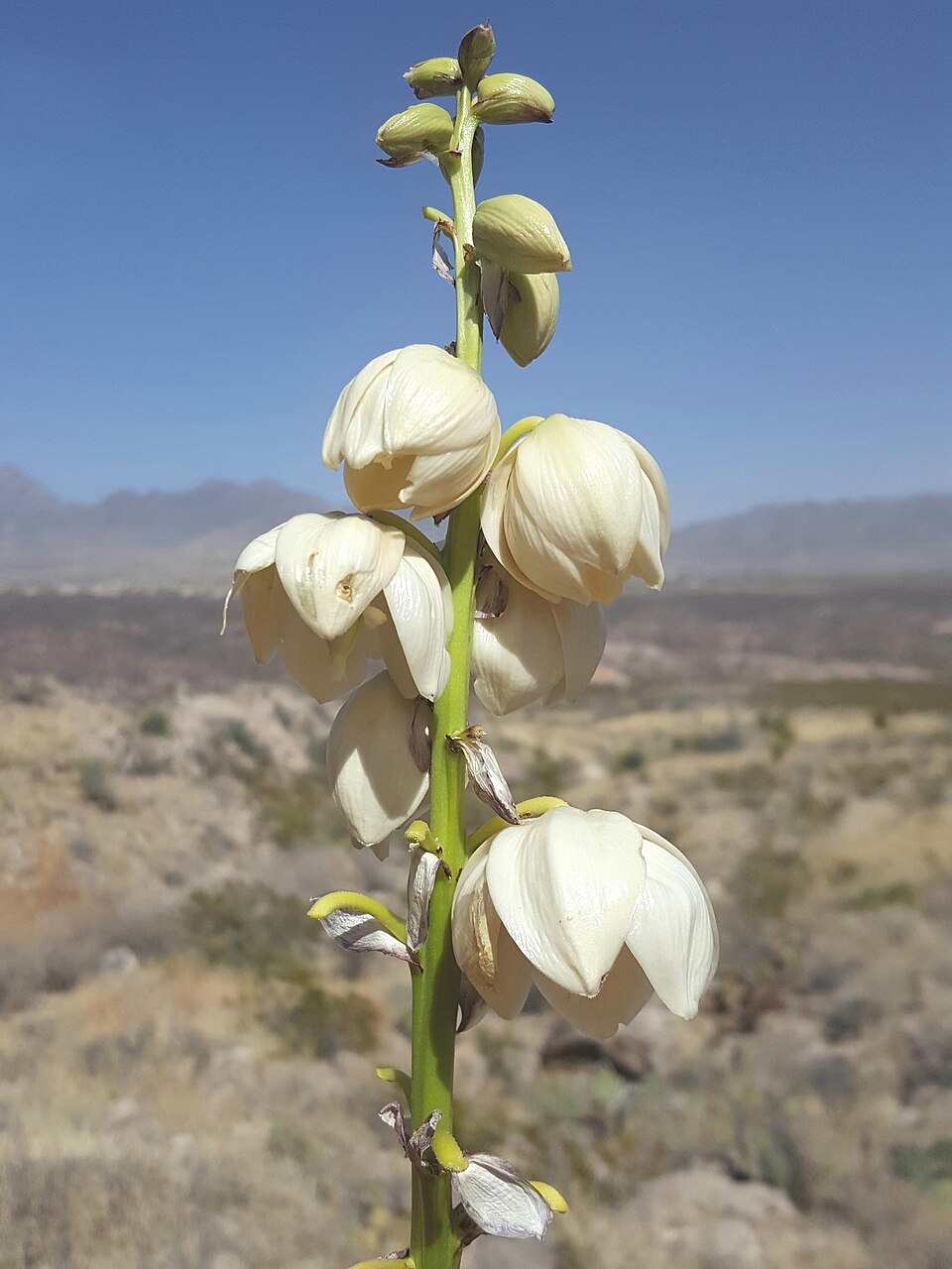 Yucca treculiana (Spanish dagger) (alternate view 8)