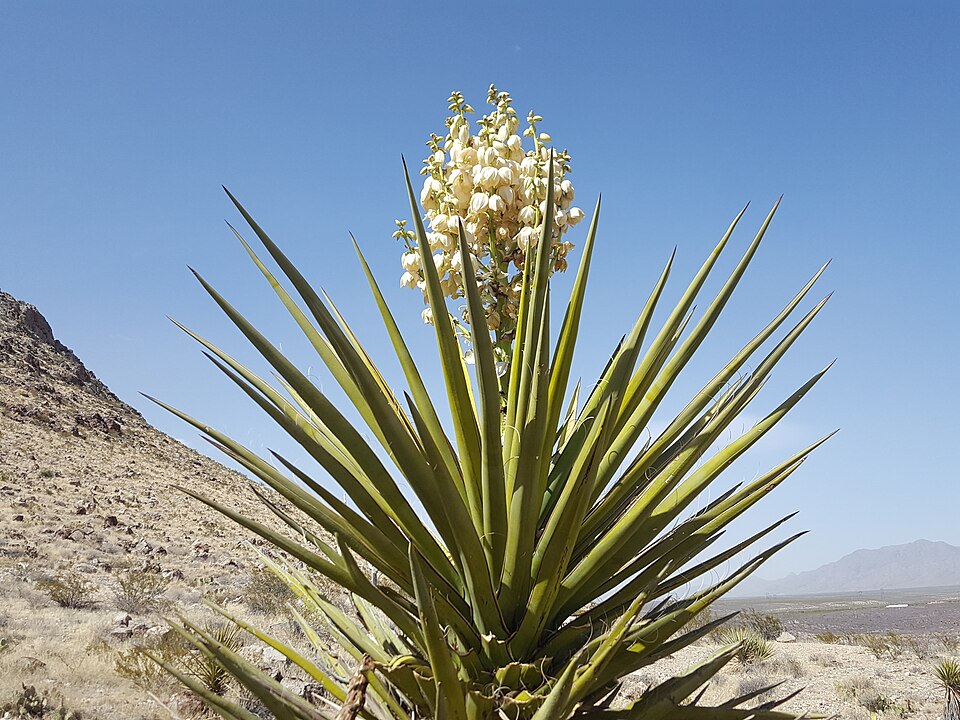 Yucca treculiana (Spanish dagger) (alternate view 9)