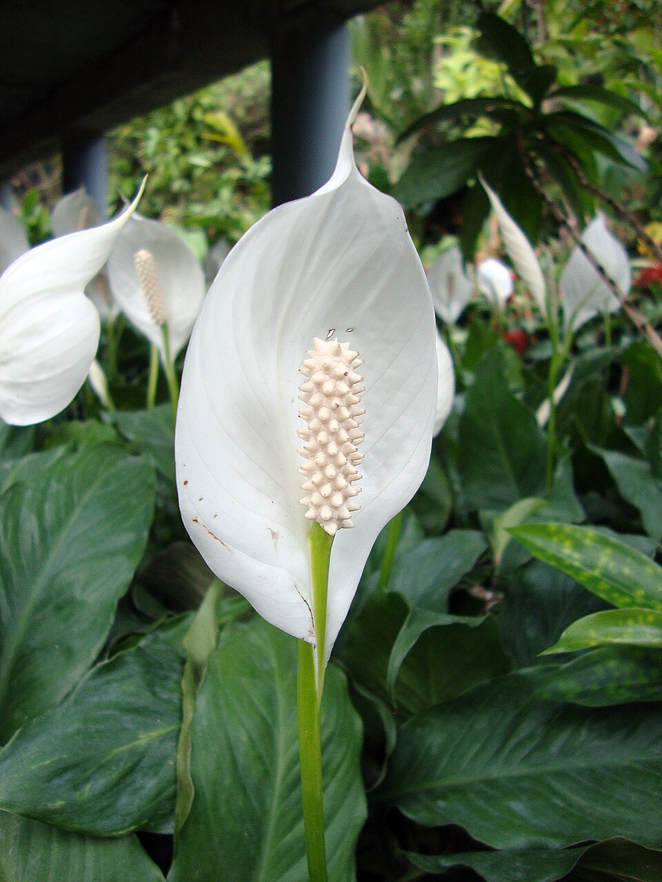 Spathiphyllum wallisii (Peace Lily) (alternate view 5)