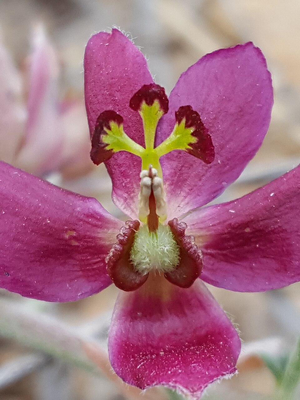Krameria lanceolata (Trailing Rhatany) (alternate view 9)