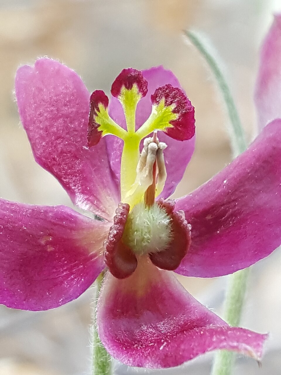 Krameria lanceolata (Trailing Rhatany) (alternate view 10)