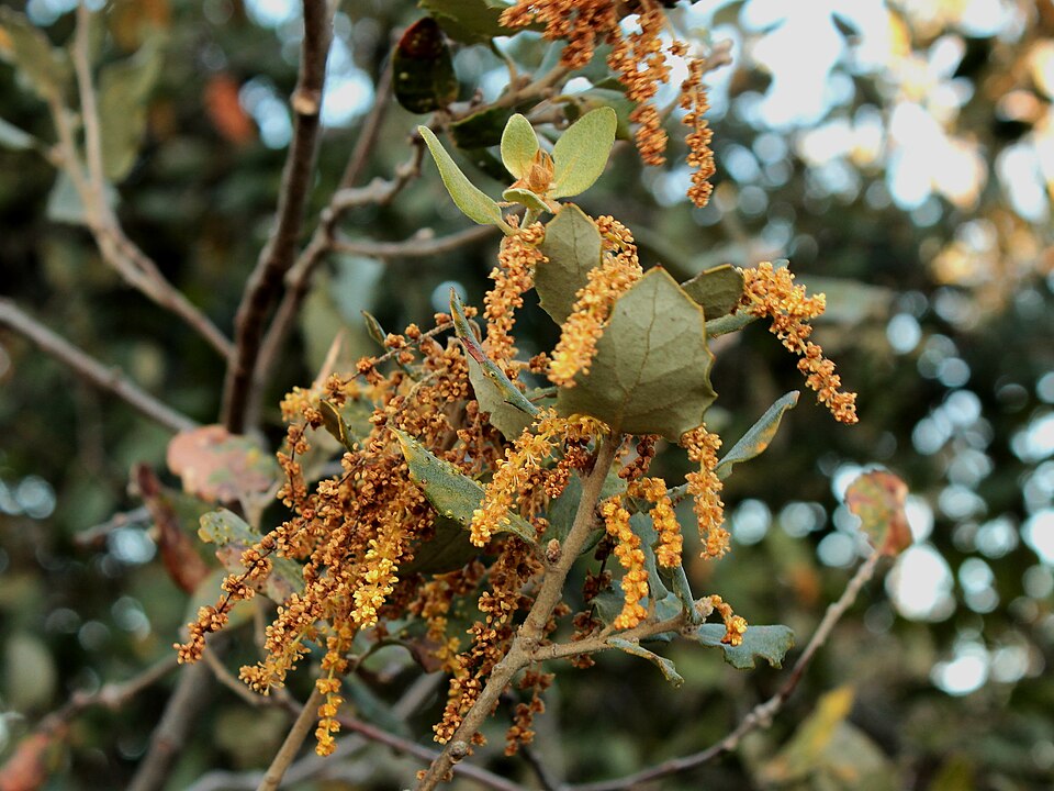 Quercus rotundifolia (sweet acorn oak)