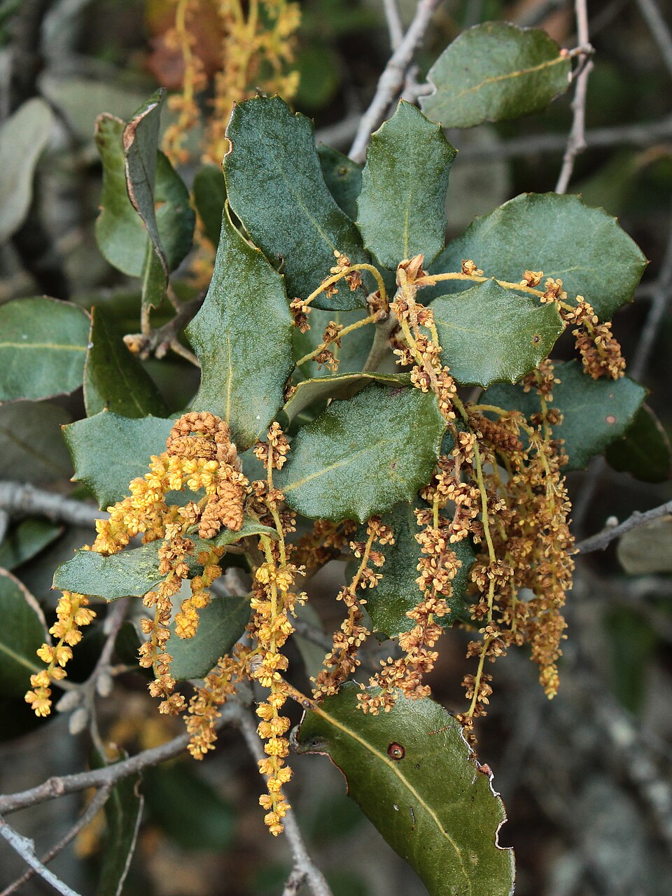 Quercus rotundifolia (sweet acorn oak)