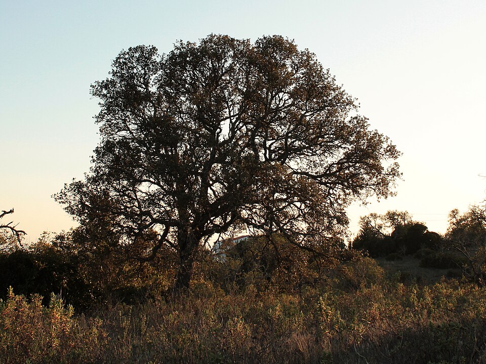 Quercus rotundifolia (sweet acorn oak)