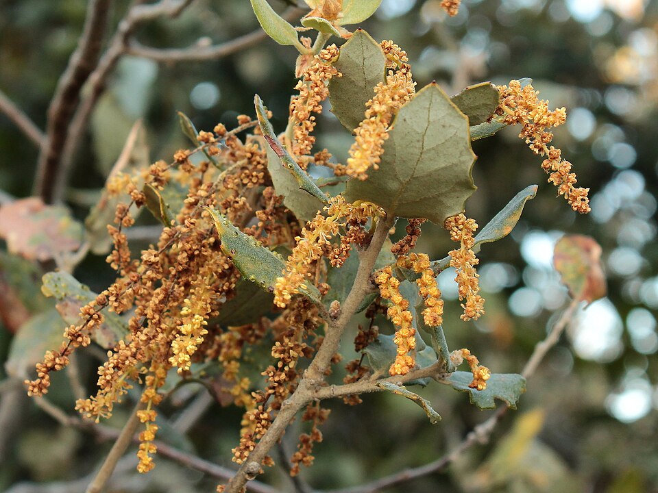 Quercus rotundifolia (sweet acorn oak)