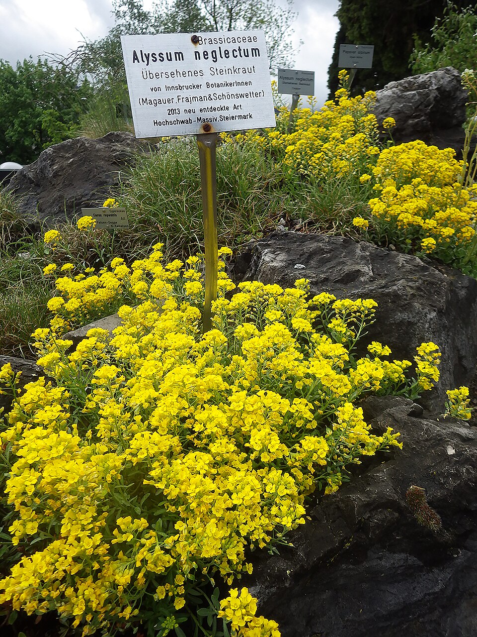 Alyssum (Alyssum) (alternate view 2)