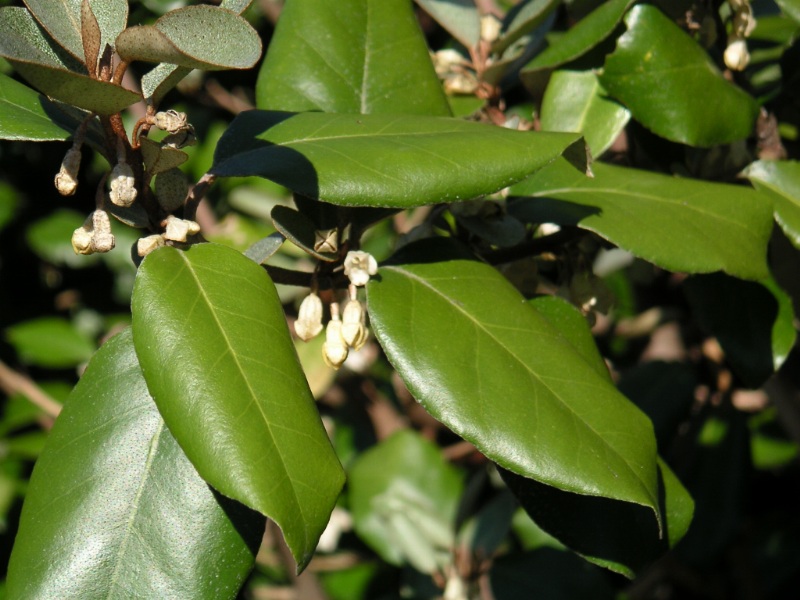 Elaeagnus spp., oleasters — upright (Elaeagnaceae) (image 3 of 5)