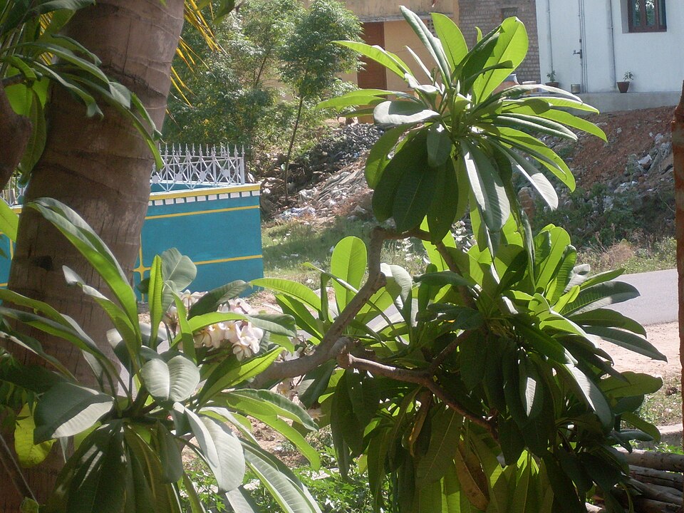 Plumeria rubra (Plumeria) (alternate view 5)