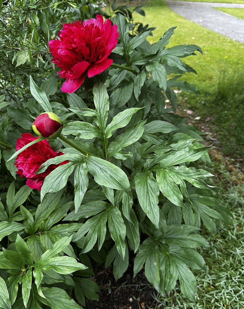 Paeonia 'Many Happy Returns' (Many Happy Returns Peony)