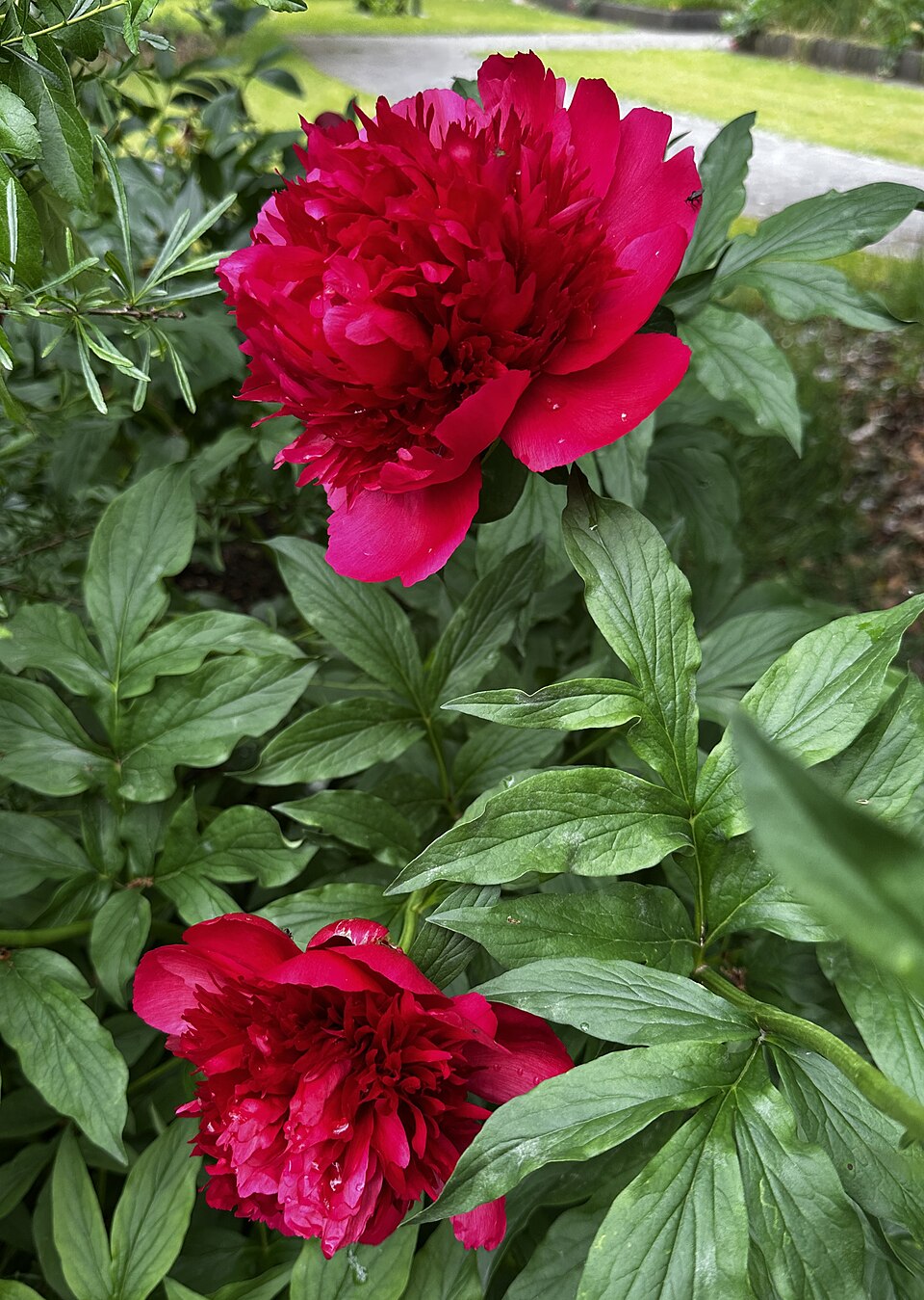 Paeonia 'Many Happy Returns' (Many Happy Returns Peony) (alternate view 2)