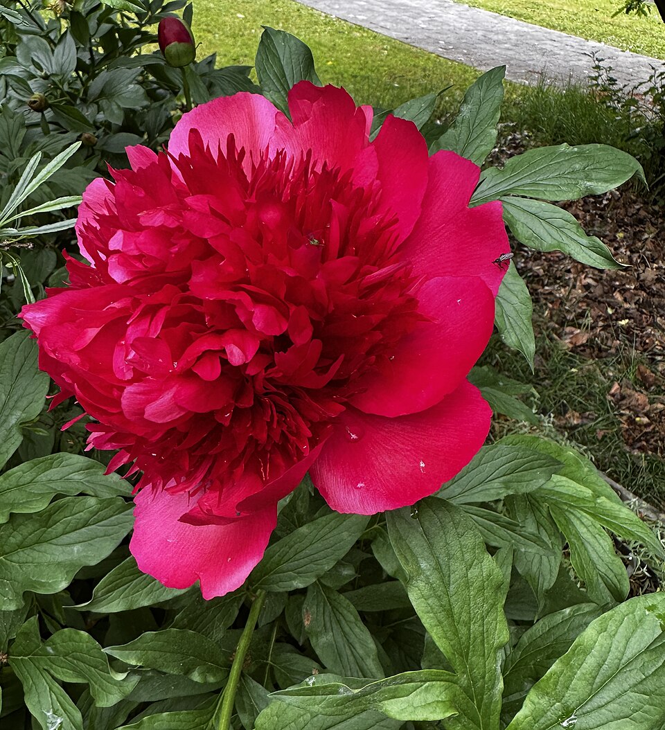 Paeonia 'Many Happy Returns' (Many Happy Returns Peony) (alternate view 3)