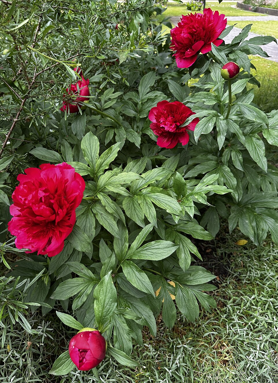 Paeonia 'Many Happy Returns' (Many Happy Returns Peony) (alternate view 4)