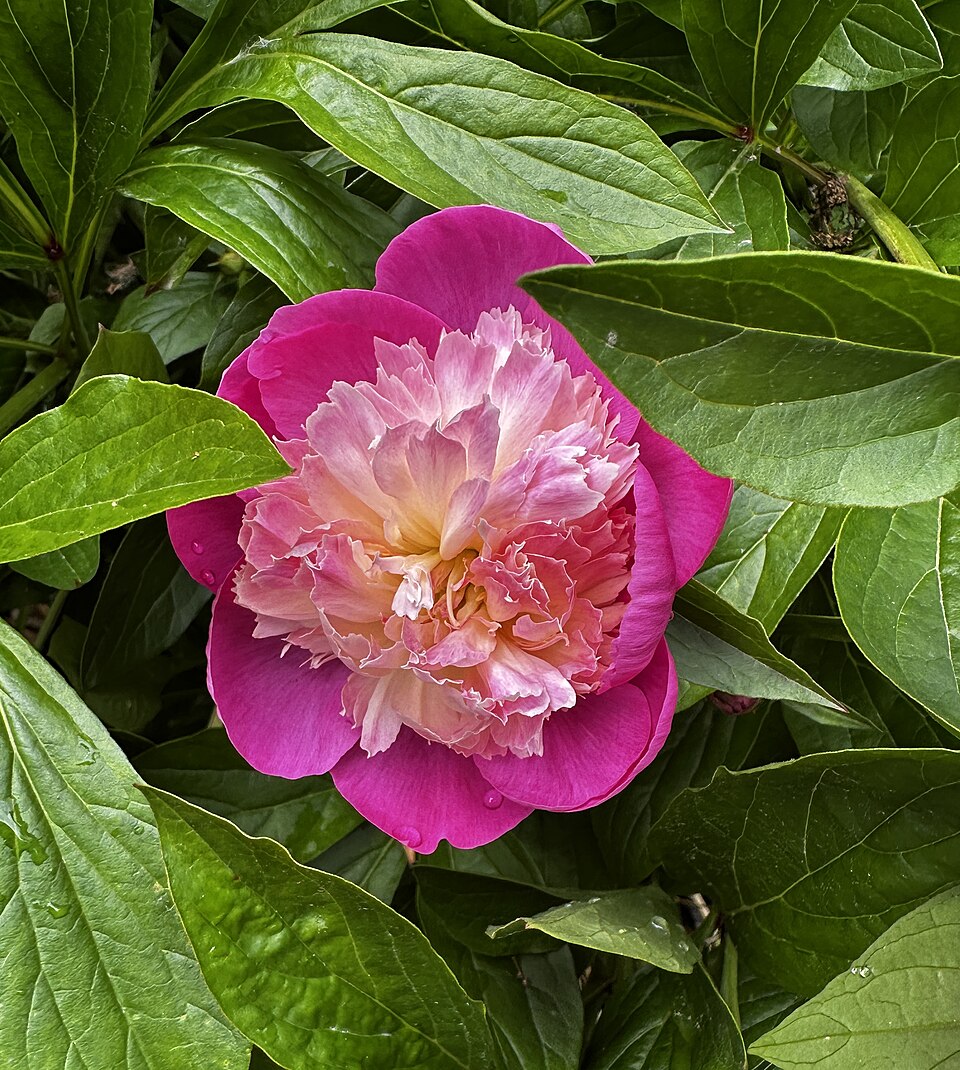 Paeonia lactiflora 'Gay Paree' (Gay Paree Peony) (alternate view 3)