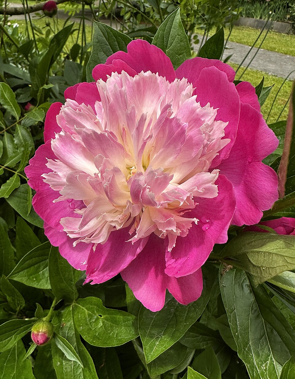 Paeonia lactiflora 'Gay Paree' (Gay Paree Peony) (alternate view 4)