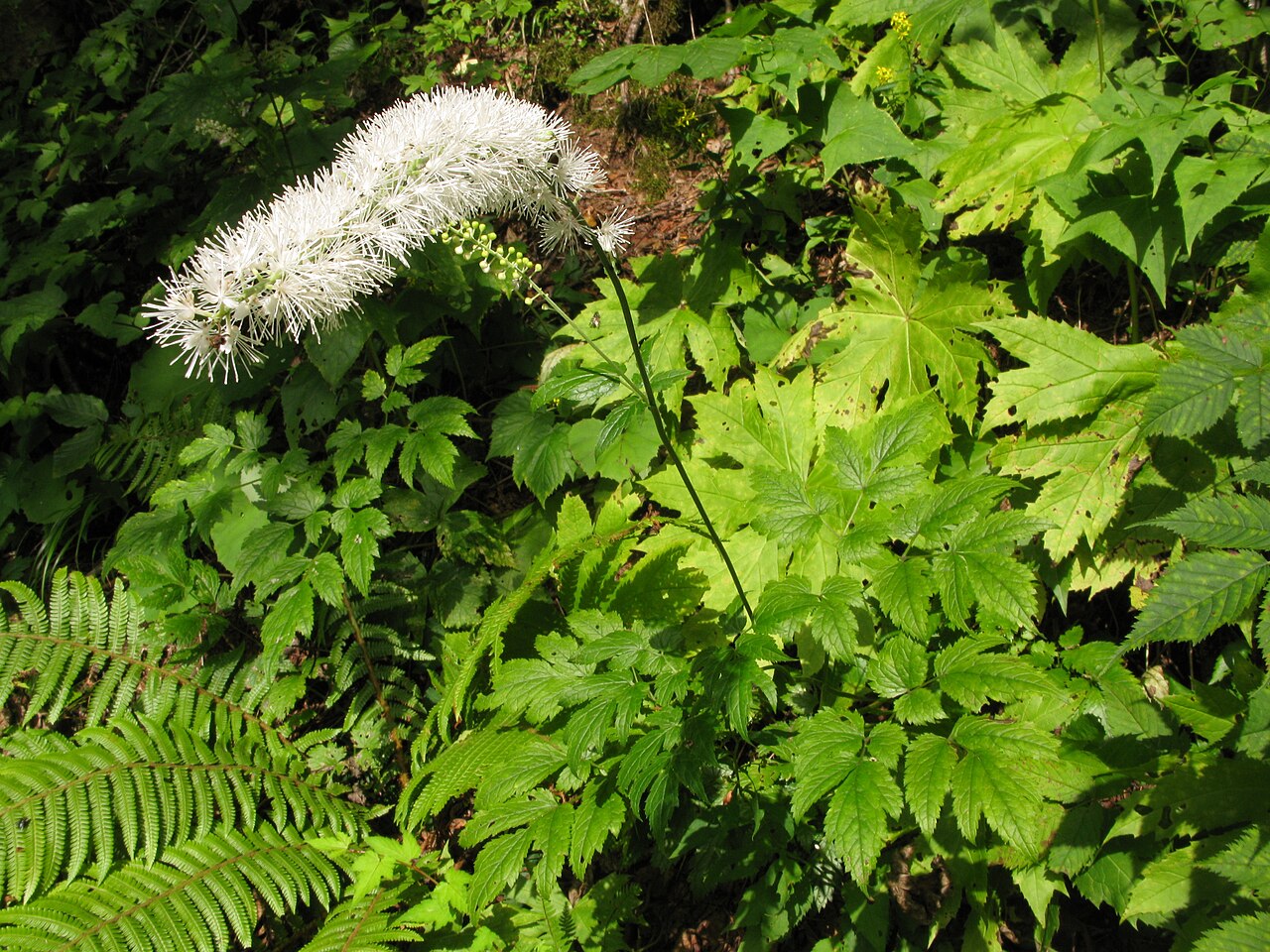 Actaea simplex, Bugbane — clumping deciduous (Ranunculaceae) (image 5 of 10)