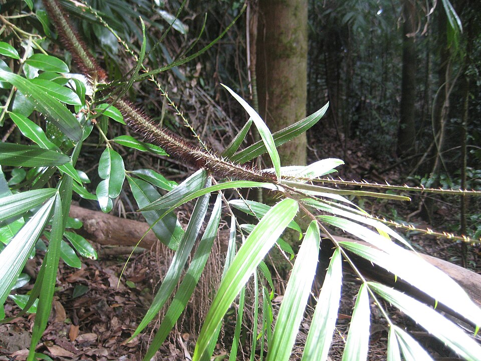 Calamus muelleri (Wait-a-while) (alternate view 6)