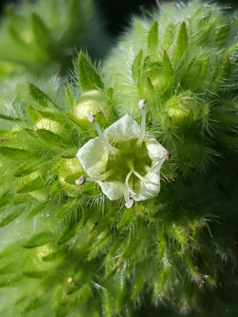 Phacelia nemoralis (Shade Phacelia) (alternate view 8)
