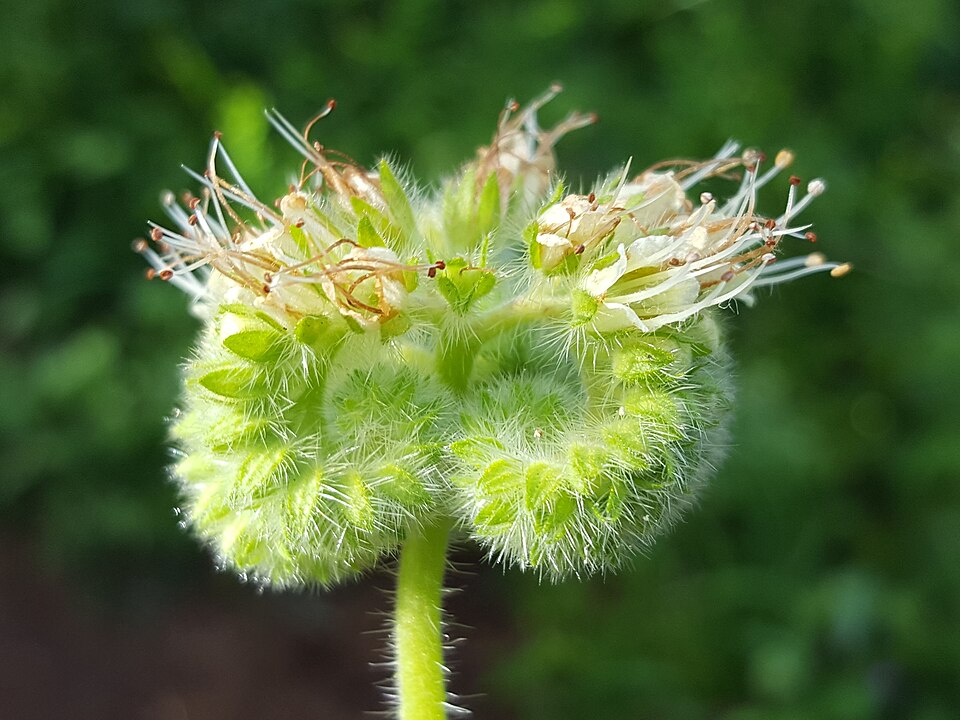Phacelia nemoralis (Shade Phacelia) (alternate view 9)