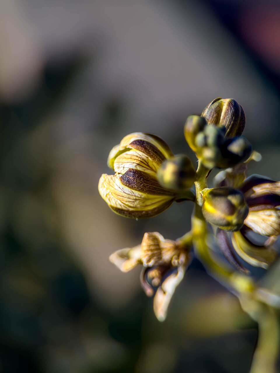 Senna (sennas) (alternate view 4)