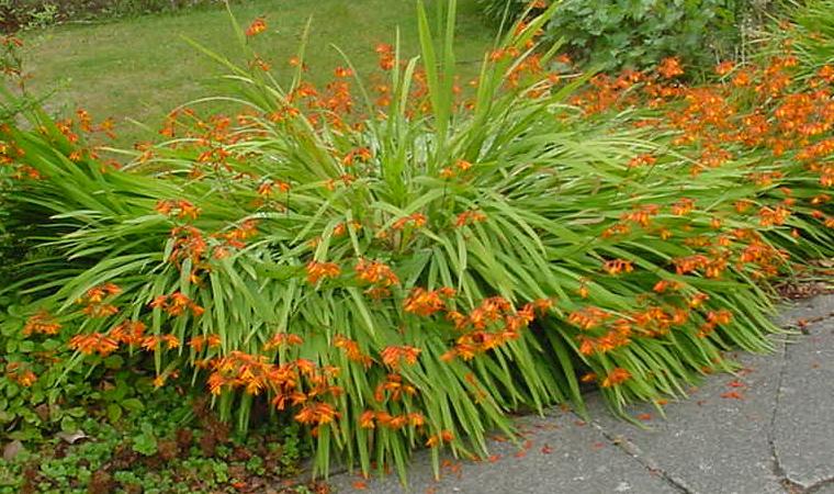Crocosmia crocosmiiflora, Montbretia — clumping deciduous (Iridaceae) (image 7 of 10)