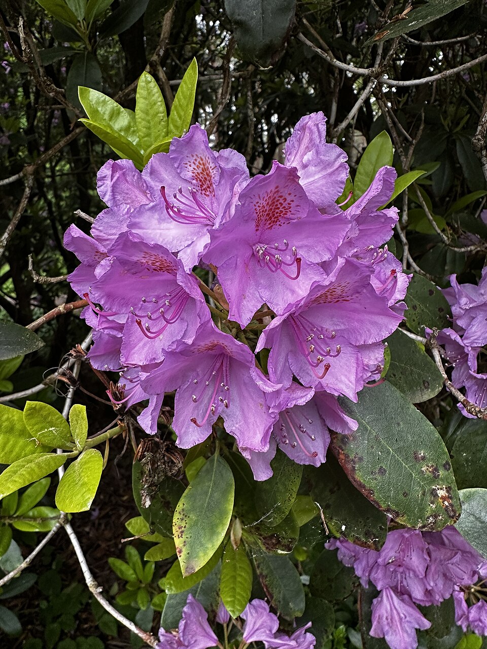 Rhododendron 'Azurro' (Azurro Rhododendron) (alternate view 4)