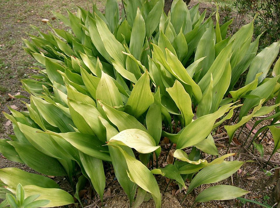 Aspidistra elatior (Cast Iron Plant) (alternate view 6)