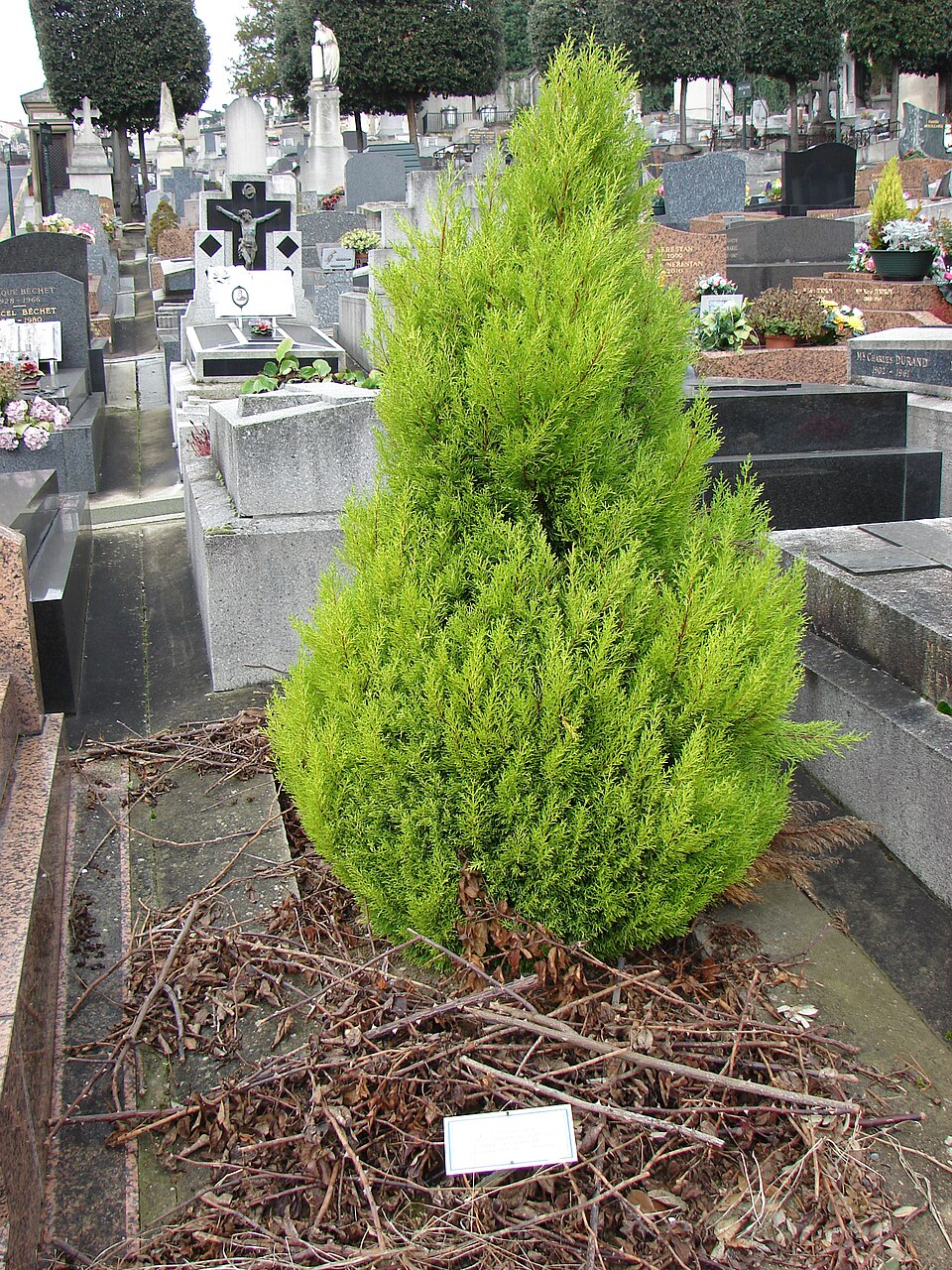 Cupressus macrocarpa 'Goldcrest' (Goldcrest Monterey Cypress) (alternate view 3)