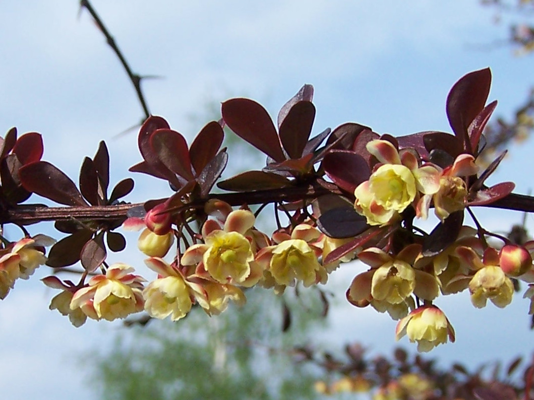 Berberis thunbergii 'Atropurpurea', Purple Japanese barberry — mounding deciduous (Berberidaceae) (image 4 of 10)