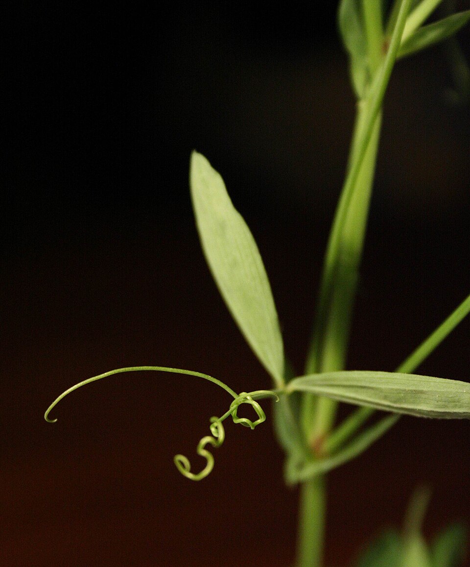 Lathyrus pratensis (meadow pea)