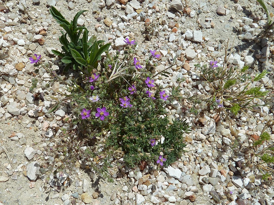 Spergularia rubra (Red Sand Spurrey)
