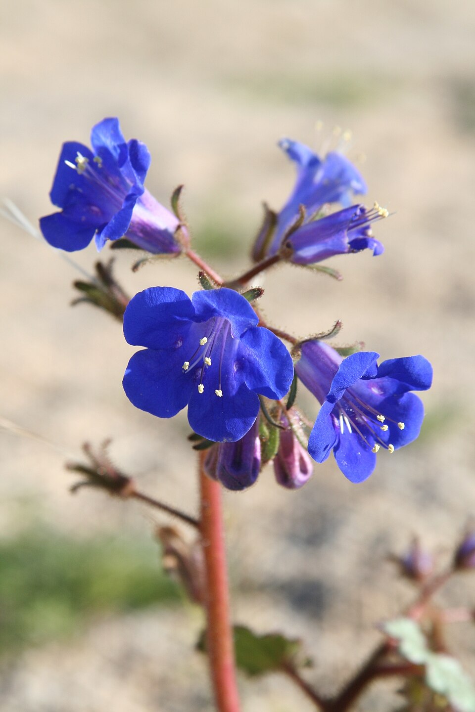 Phacelia campanularia (desert bluebells) (alternate view 9)